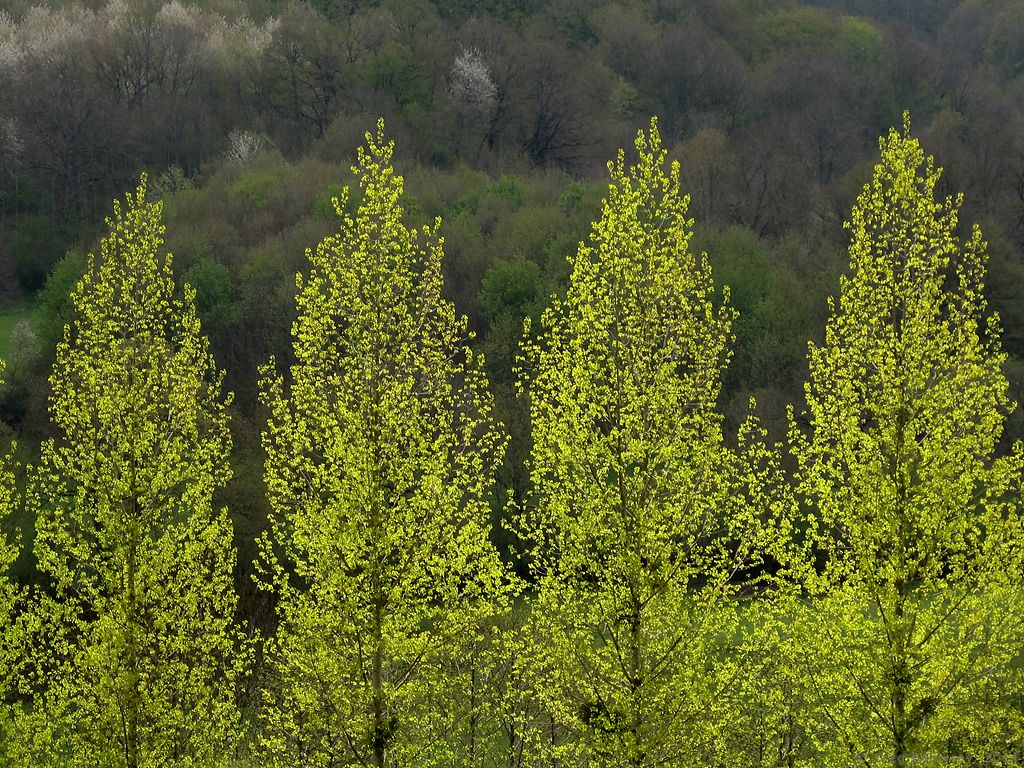 Poplars tops, Auvergne | Верхушки тополей, Овернь, Франция