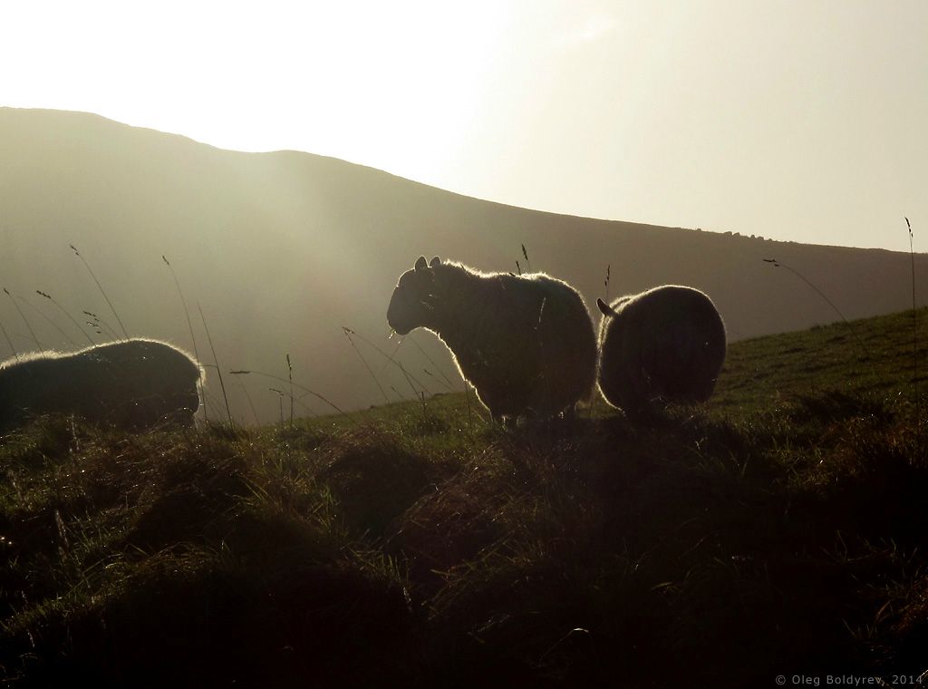 Sheep thinking, flanked by two other sheep, middle England | Солнечная овца, Англия