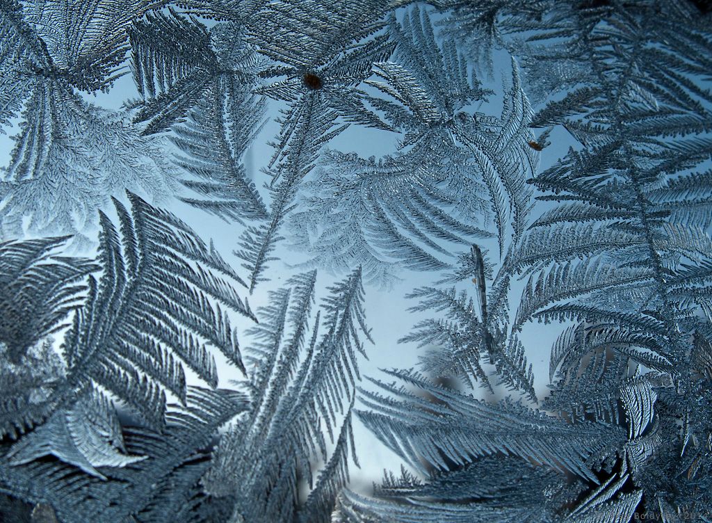 Winter fractals | Перья зимних птиц