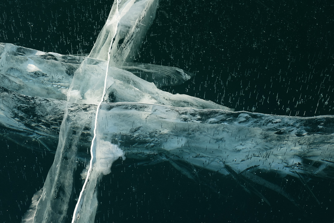 Whale