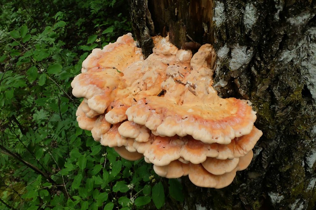 'Chicken of the forest' - another fungal discovery of 2020 | Трутовик сернисто-желтый, еще одно открытие 2020-го