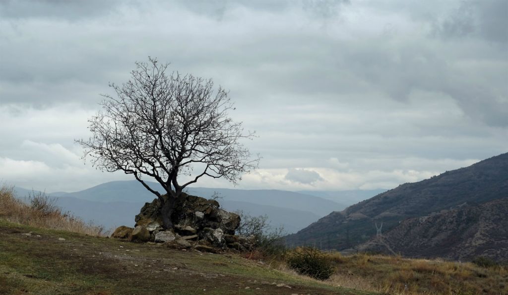 A well-exposed tree, Georgia |  Дерево с видом на ветер, Мцхета