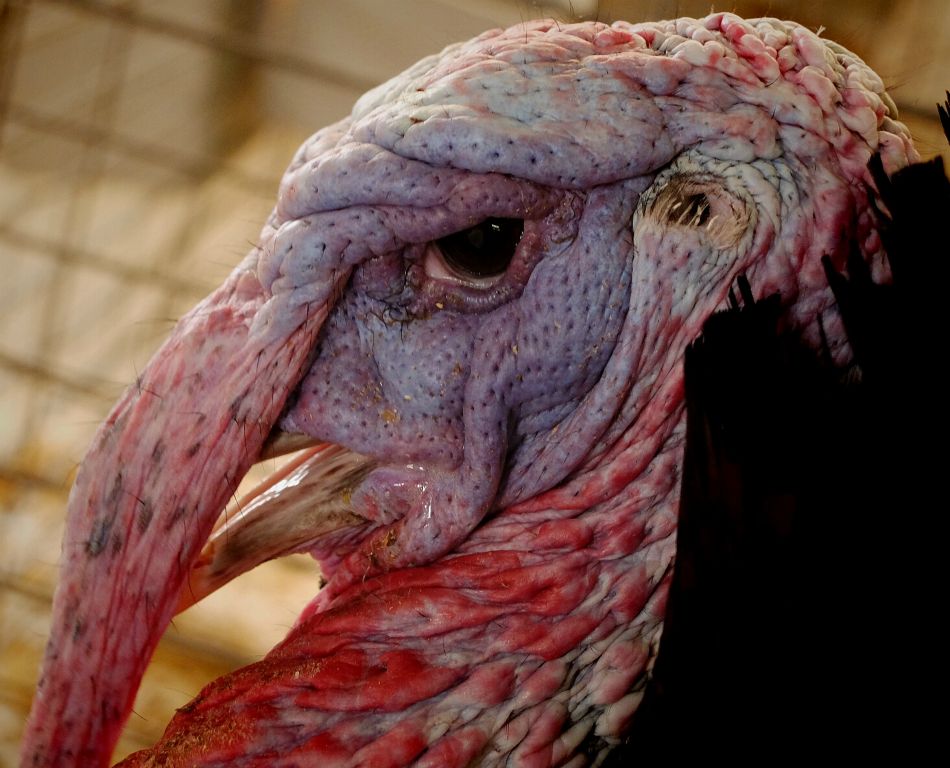 Whatcha lookn at! A turkey at Walworth Co. fair is not amused ｜ Индюк -призер недоволен